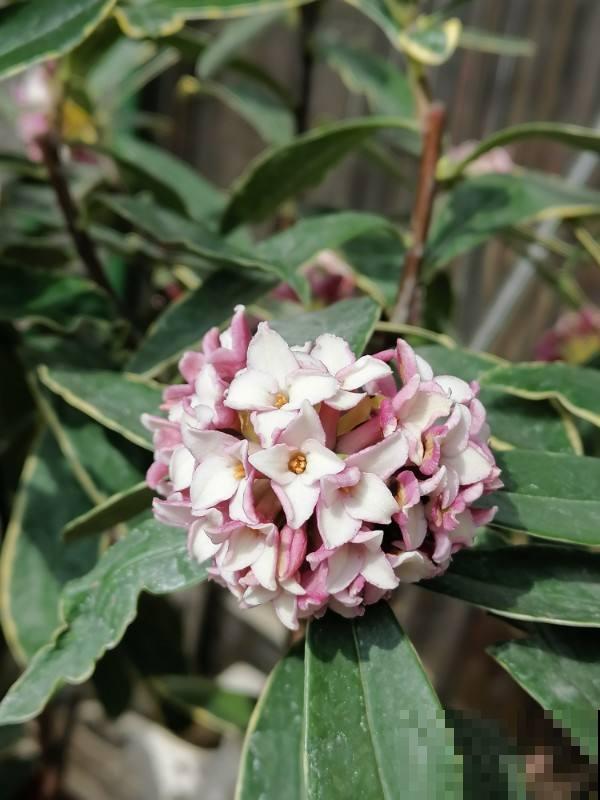 现在养瑞香时节正合适，记住两个“多”，才能开花艳丽