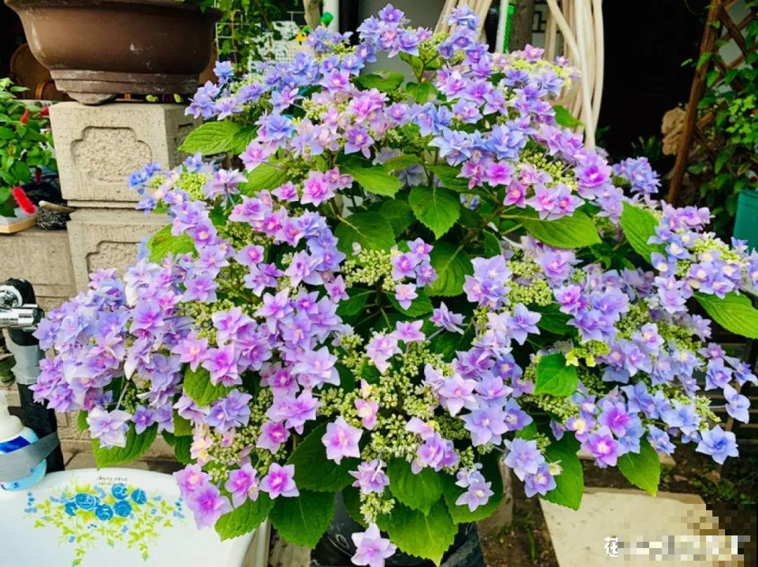 下个月开始，这10种花不能剪，剪了没花看，白养大半年！