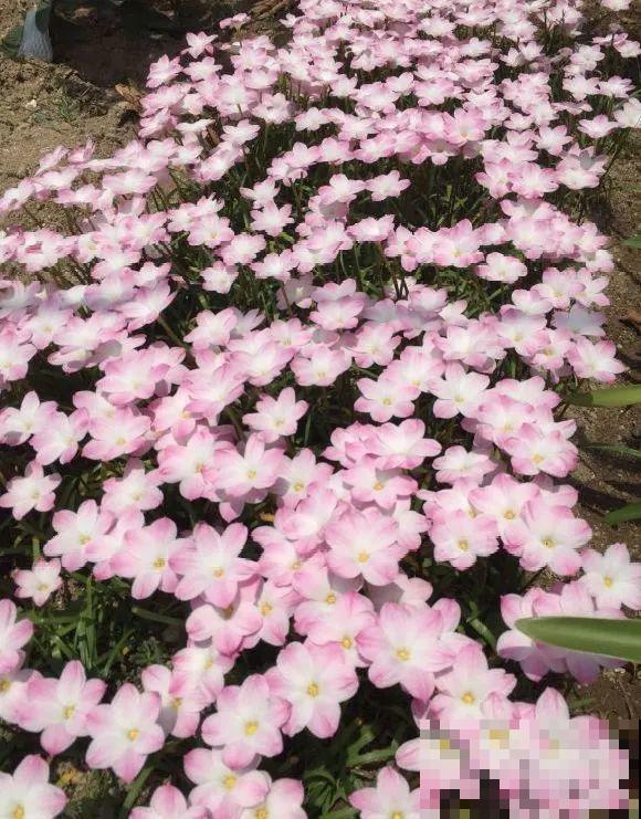 种花赚钱？要是有块地，真的发财了！