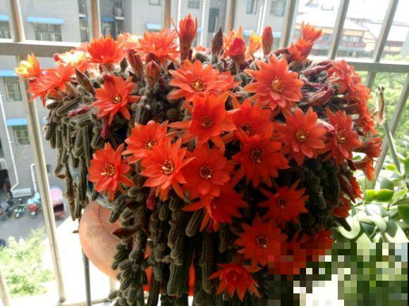 长得最快的多肉，满盆毛毛虫，开花比月季还艳！