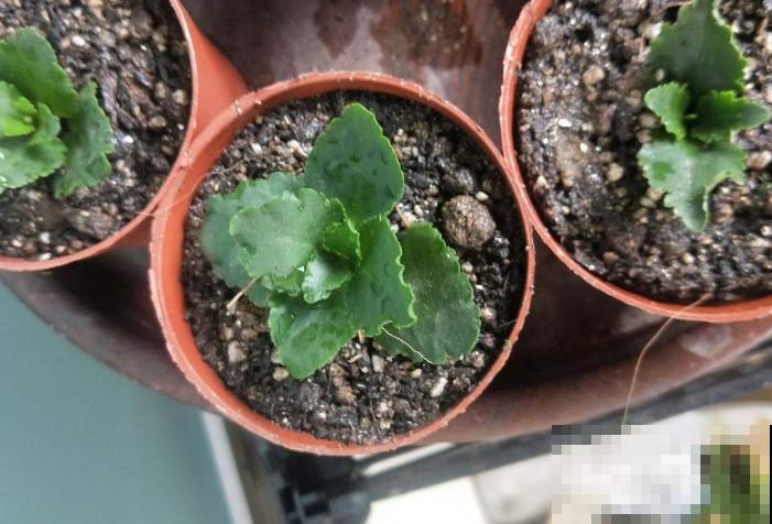 扦插最佳时期到了,有这花赶紧插,沾土就能活! 扦插最佳时期到了,有这花赶紧插,沾土就能活!