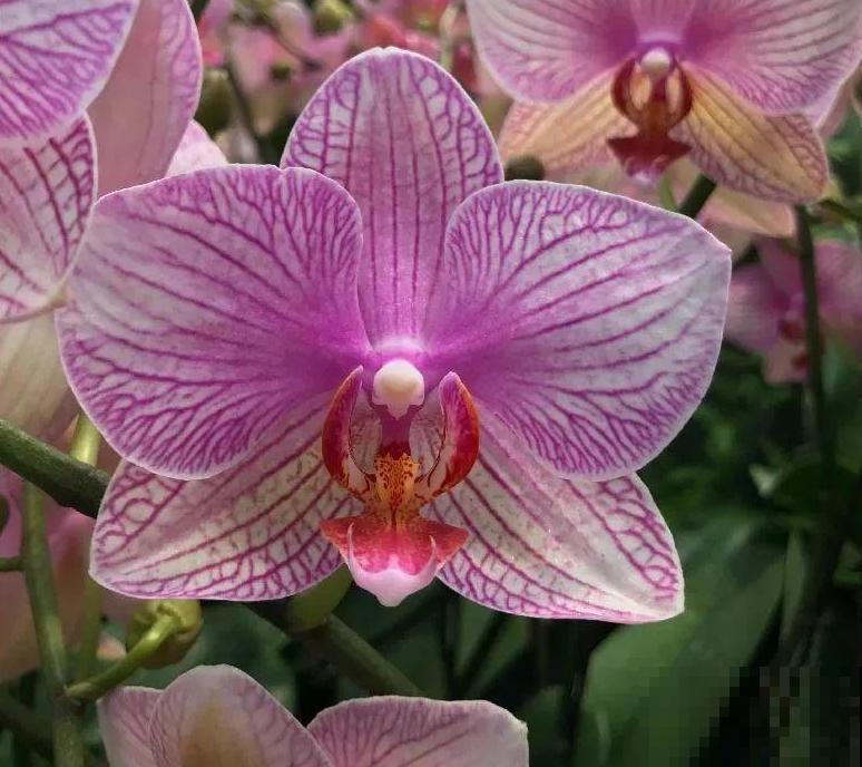 今年最火网红花，一次能开4个月，枝条挂满花蝴蝶！