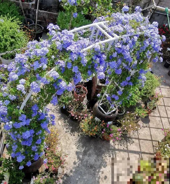 捡了3个大水缸，种上这几种花，放门口太霸气了！