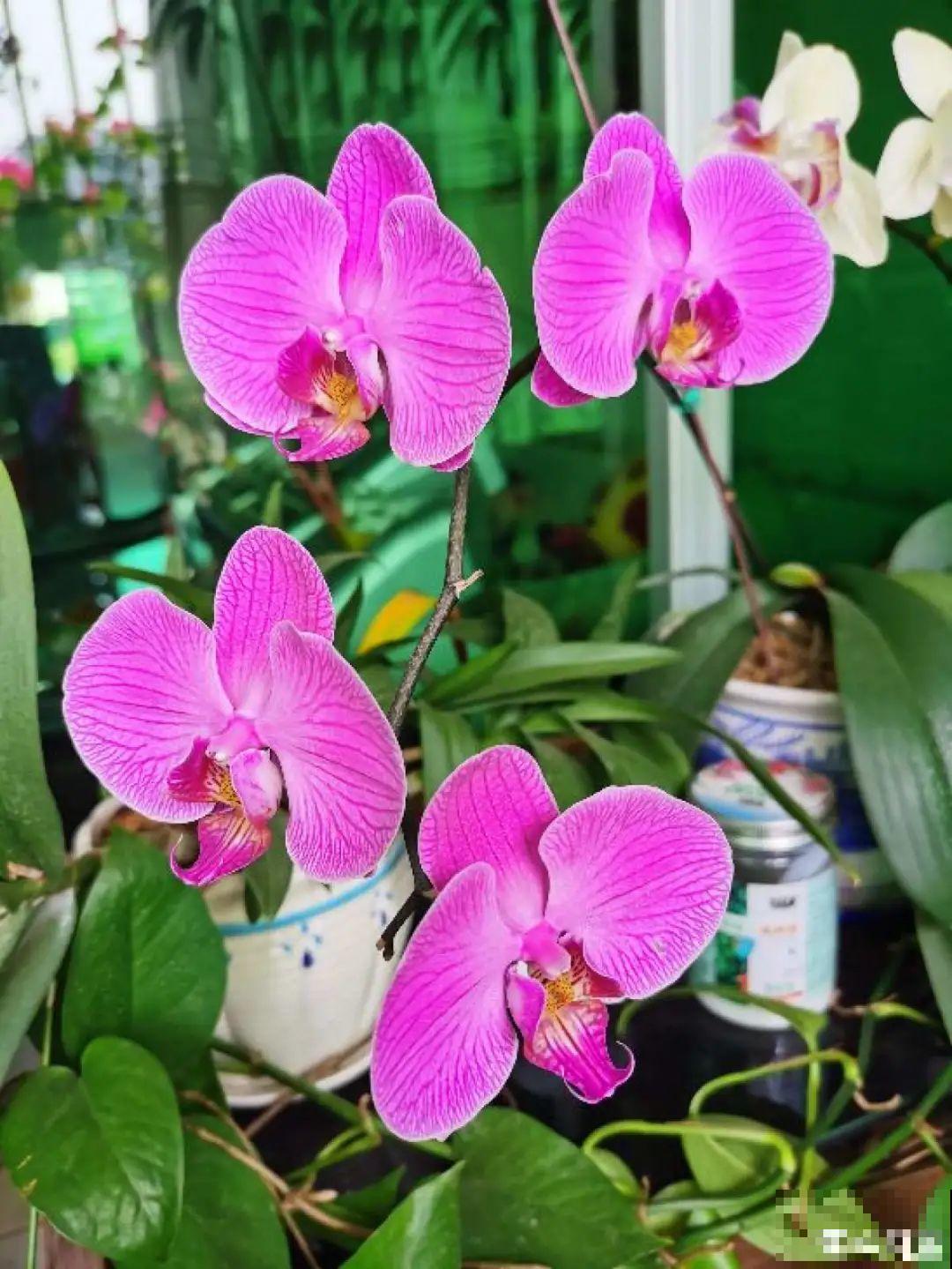 大家都爱养的花，其实只能秋天种，错过季节养不活！