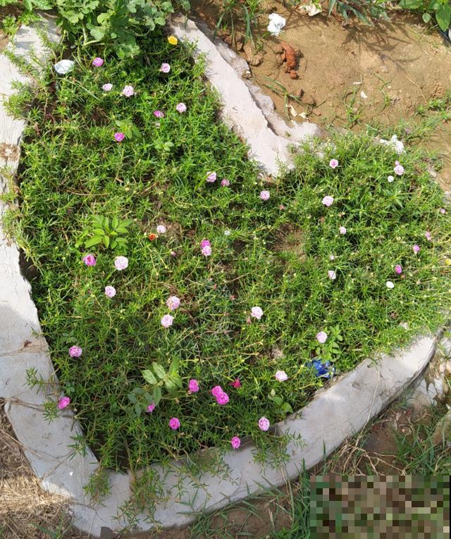 七旬老人,花6年时间在江边造花园,大风大浪都不怕! 七旬老人,花6年时间在江边造花园,大风大浪都不怕!