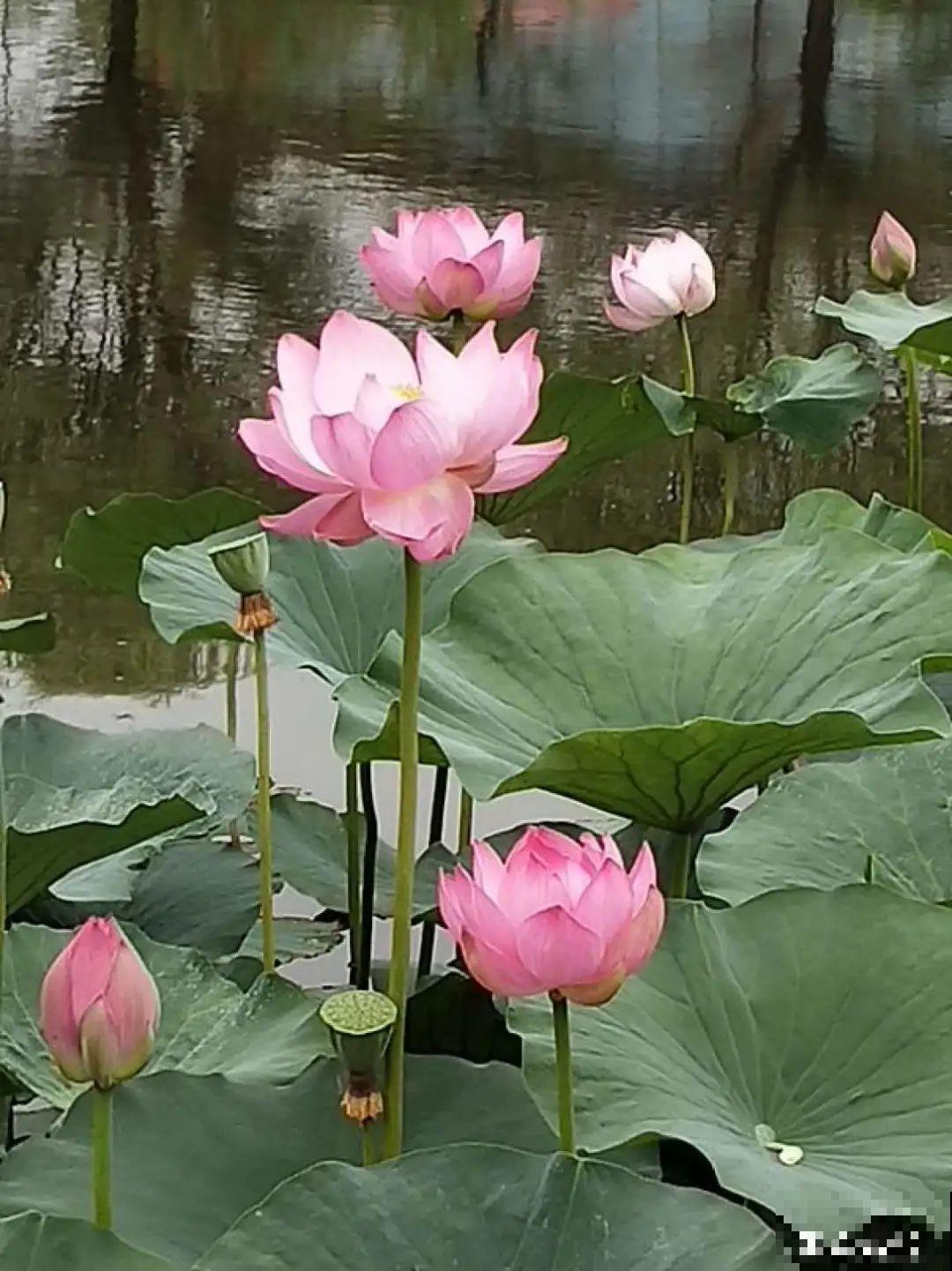 10种“好运花”，中国人最爱养，图个吉祥如意！