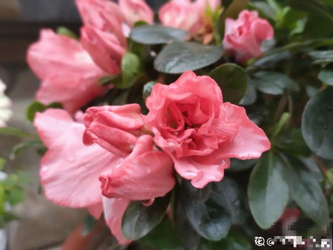 9月后就养这些花,比绿萝好养,疯狂开花到明年! 9月后就养这些花,比绿萝好养,疯狂开花到明年!