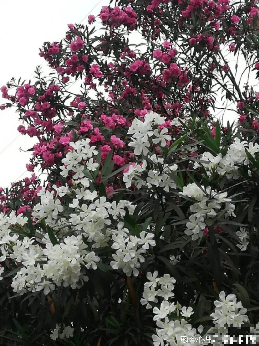 罂粟花不能随便种,私自种植,就得薅光 罂粟花不能随便种,私自种植,就得薅光