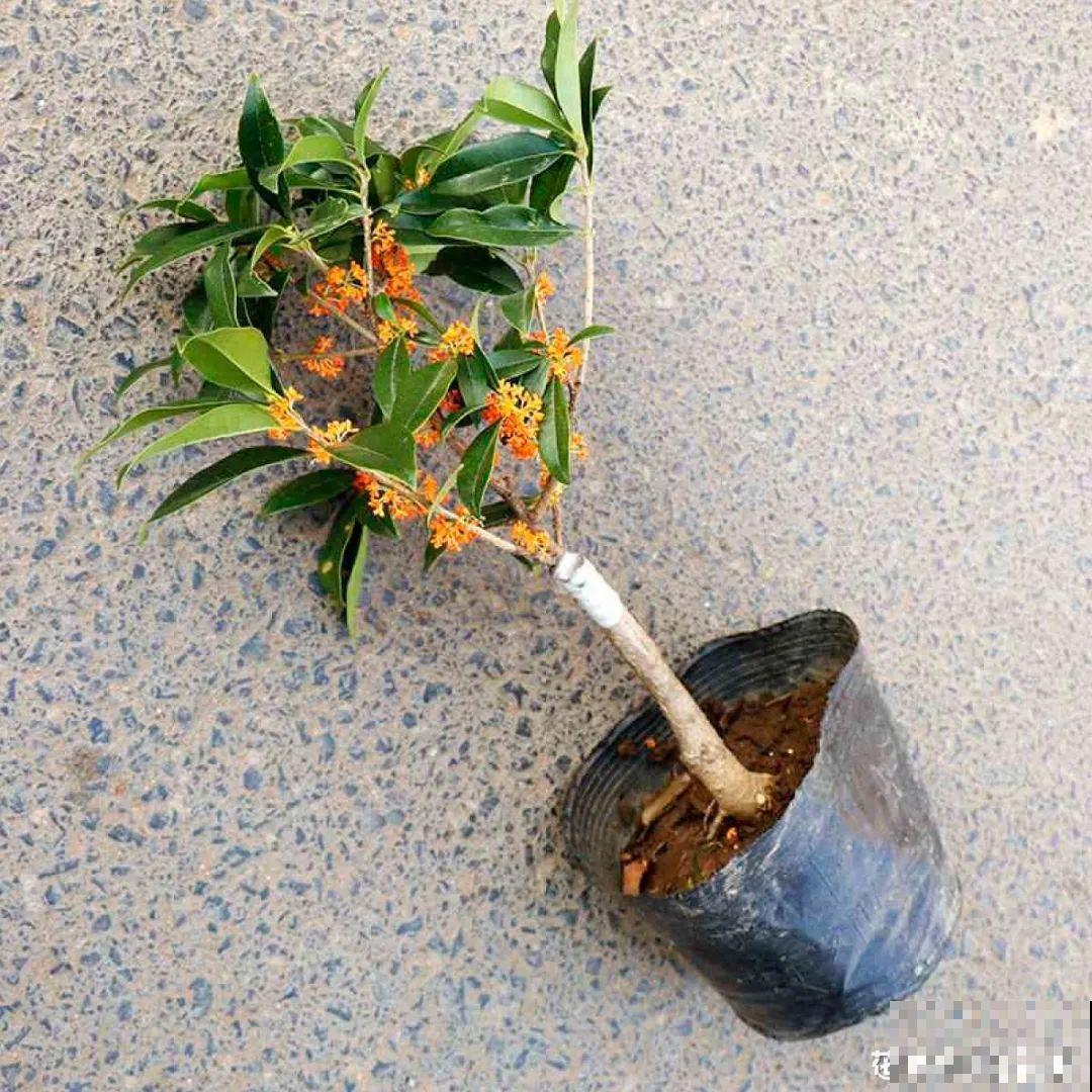 这花千万别换盆，小心一换就死！