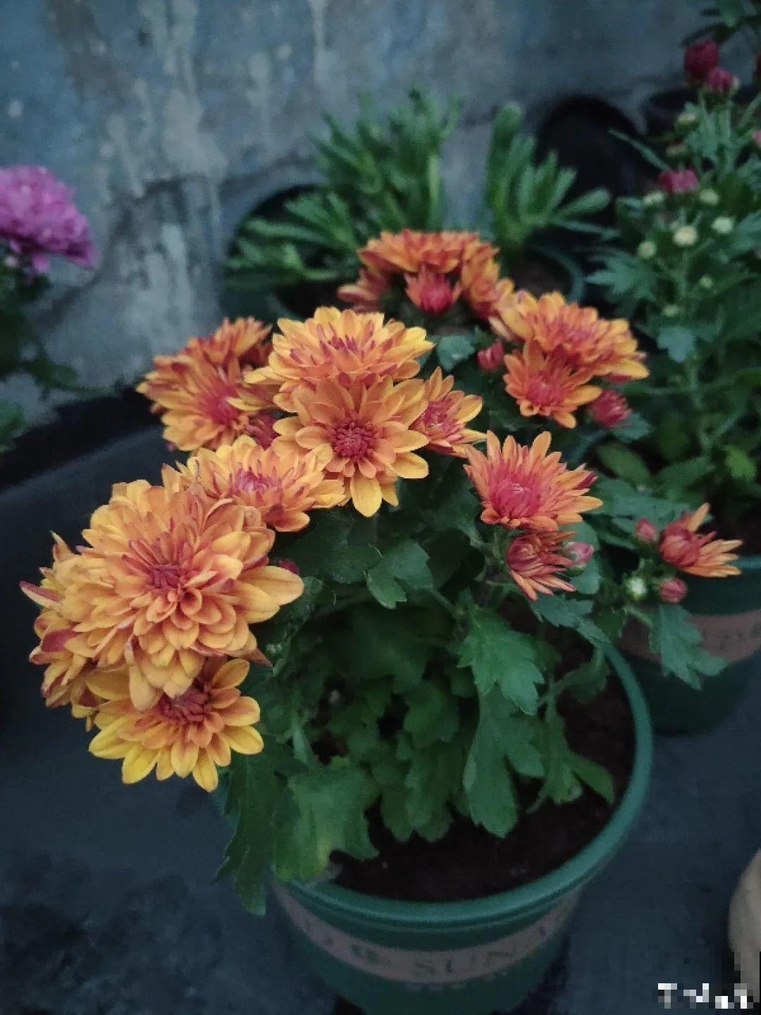 10种“好运花”，中国人最爱养，图个吉祥如意！