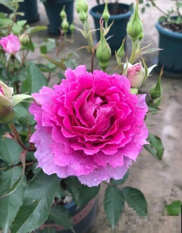 我在公司养300盆花，老板没批评，还帮忙拍照！