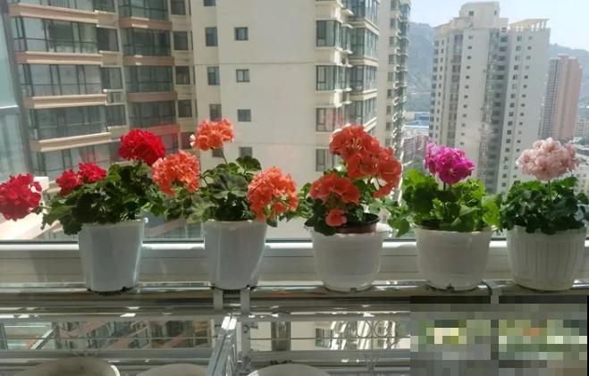 扦插最佳时期到了,有这花赶紧插,沾土就能活! 扦插最佳时期到了,有这花赶紧插,沾土就能活!