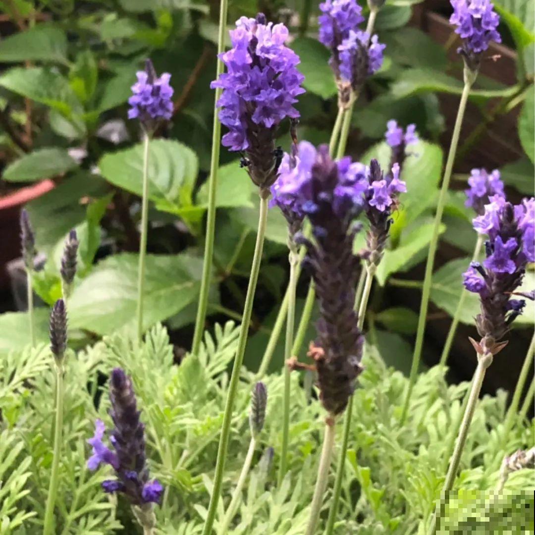 看图猜花名，100道题，测你的养花天分！