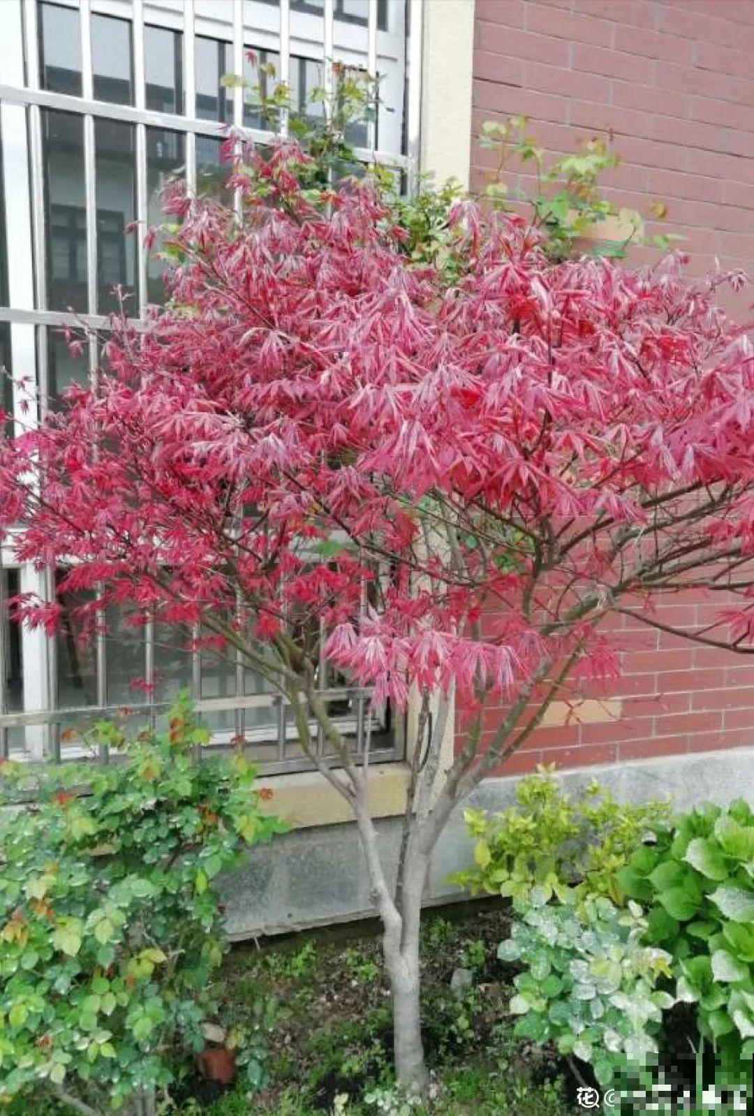 10种耐阴花，放在角落里，开花长成大树！