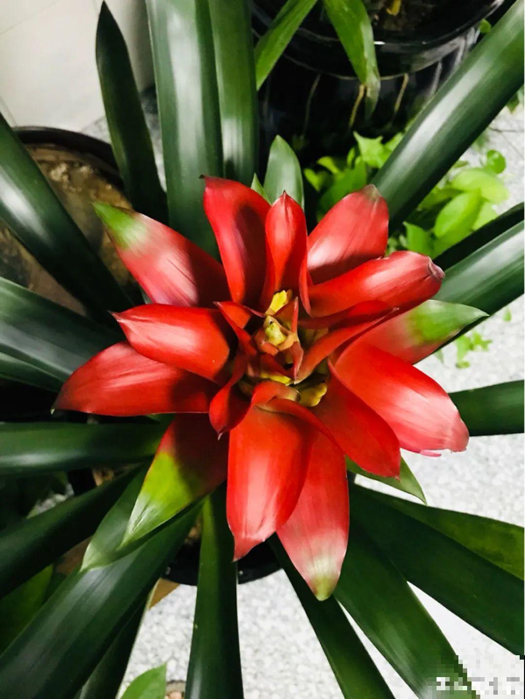 卧室养花要警惕，选不对，让你整夜睡不着！