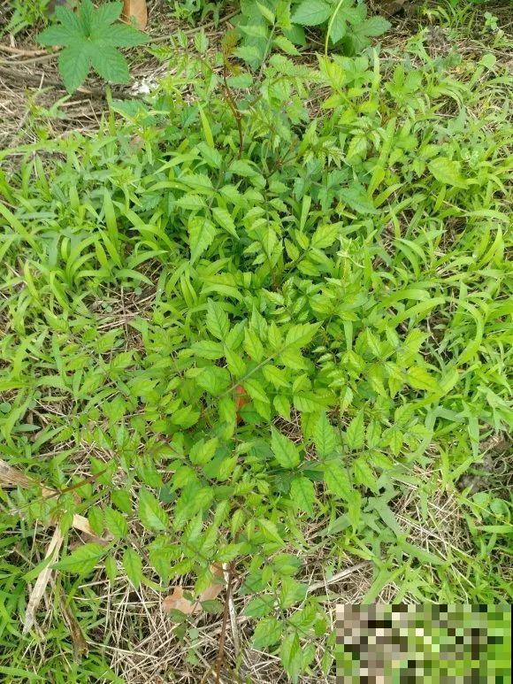 养花界的小强,用脚踩都死不了,根本不敢种院里! 养花界的小强,用脚踩都死不了,根本不敢种院里!