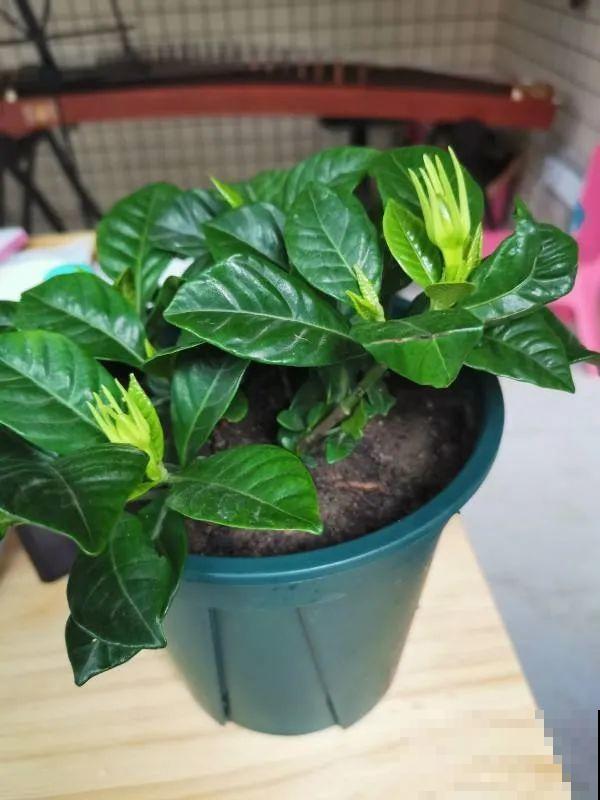 扦插有啥难？1根吸管，插活6盆花，太简单了！