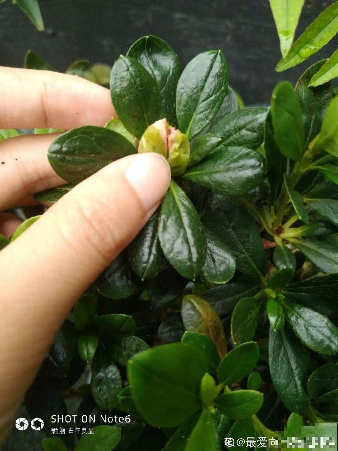 20种花秋天浇水避坑指南,现在就注意,来年长更好! 20种花秋天浇水避坑指南,现在就注意,来年长更好!