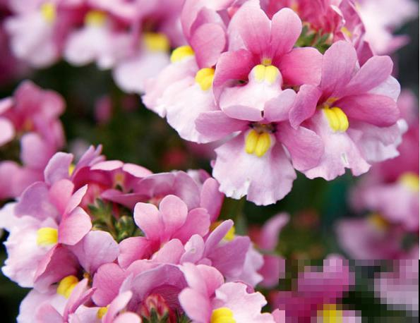 阳台新宠龙面花,花量超大颜色多,四季都开不停! 阳台新宠龙面花,花量超大颜色多,四季都开不停!