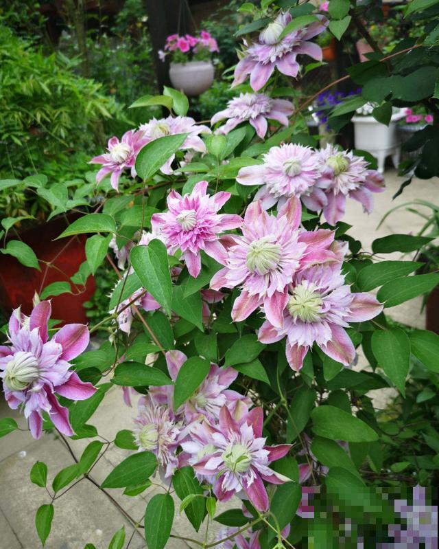 铁线莲容易买到假货，注意看价格，越便宜越有猫腻！