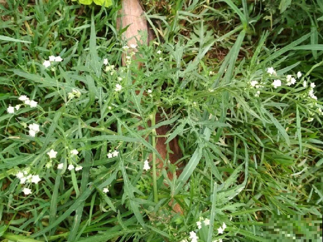 38种入侵植物,全村出来挖,挖完又长一大片 38种入侵植物,全村出来挖,挖完又长一大片