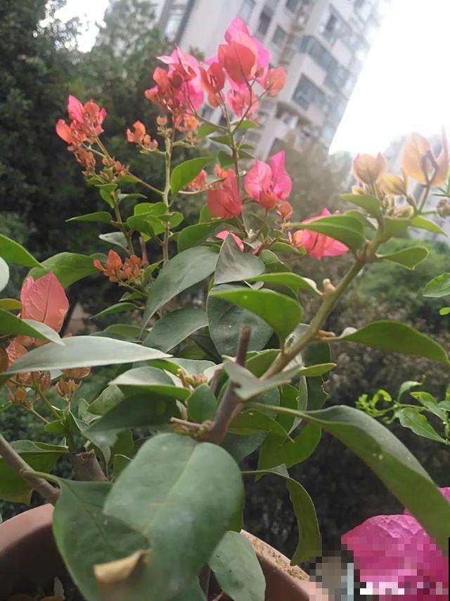 8种花要舍得掐,才能越长越旺盛 8种花要舍得掐,才能越长越旺盛