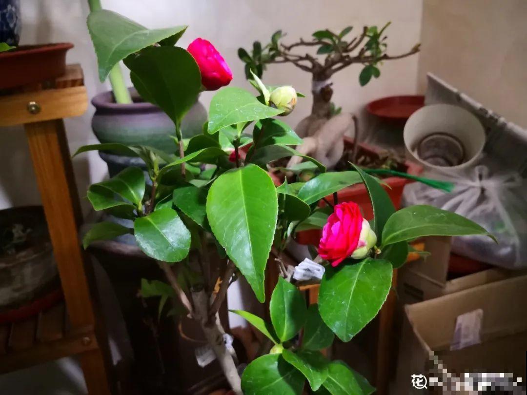 这种花苞要摘掉，不然全都开不了，花还会死！