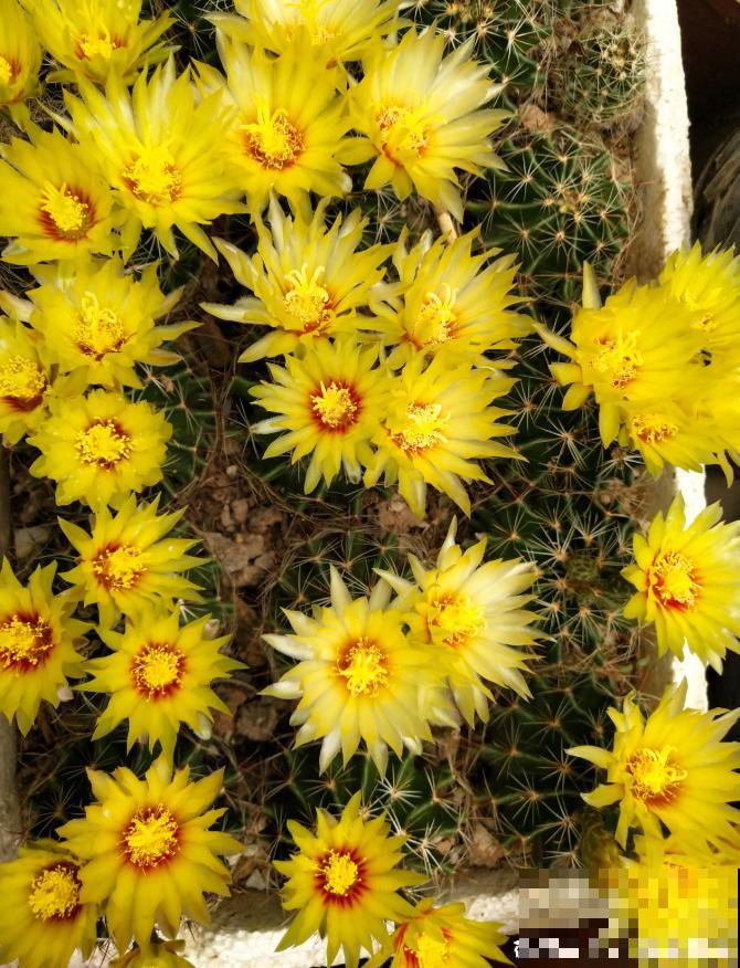 开花的仙人球,刷一下、结籽千千万,撒土里冒一盆苗! 开花的仙人球,刷一下、结籽千千万,撒土里冒一盆苗!