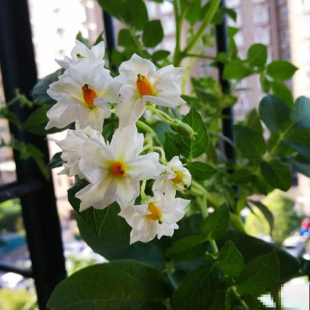 玉米地瓜，放久了自动变成盆栽，太好活了吧？