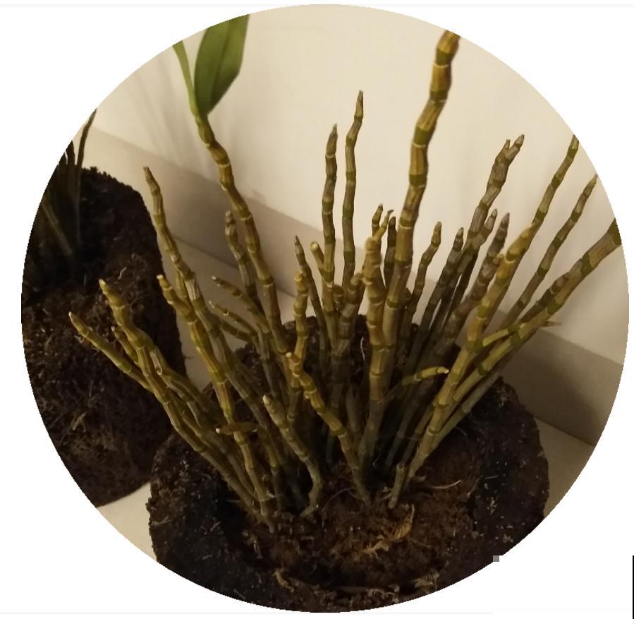 小众盆栽云南铁皮，把“黄金”种到家里，值大了！