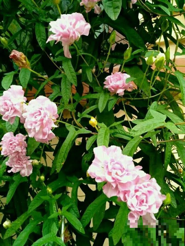 4种花就是吸血鬼，不能被缠上，否则死翘翘