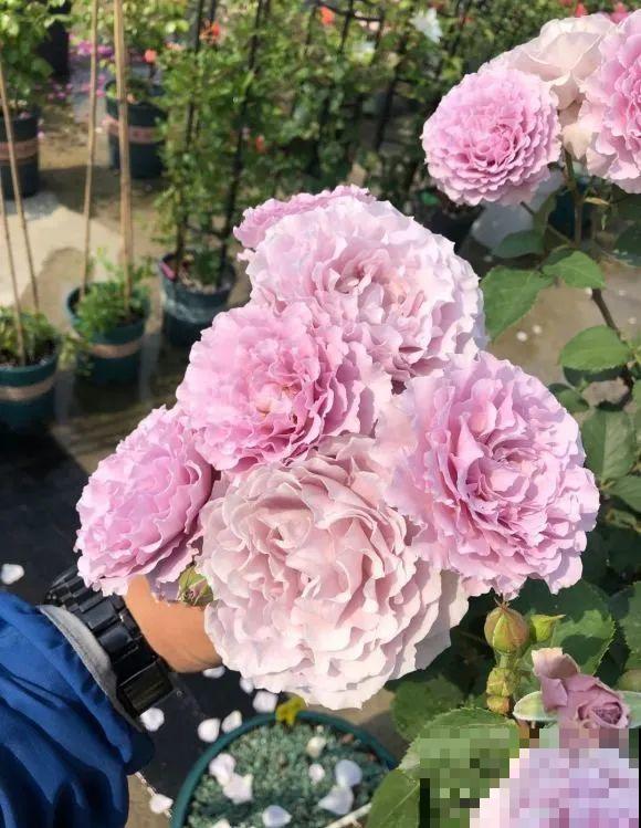 我在公司养300盆花，老板没批评，还帮忙拍照！