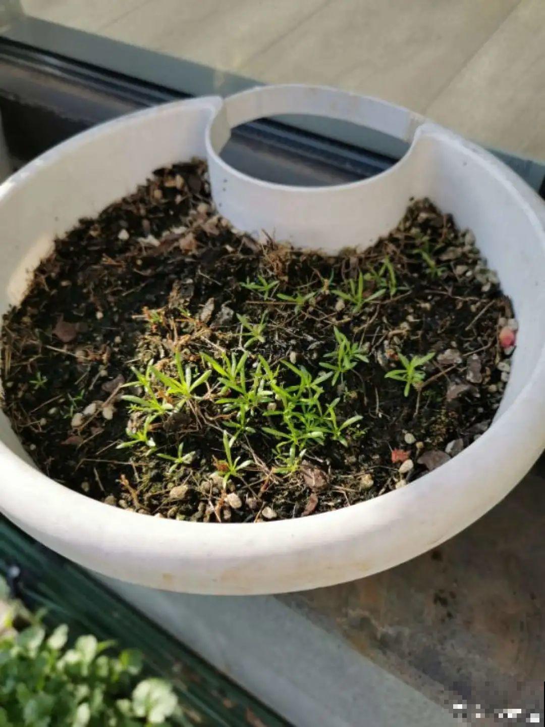 5种花，只能秋天播种，苗壮开花多！