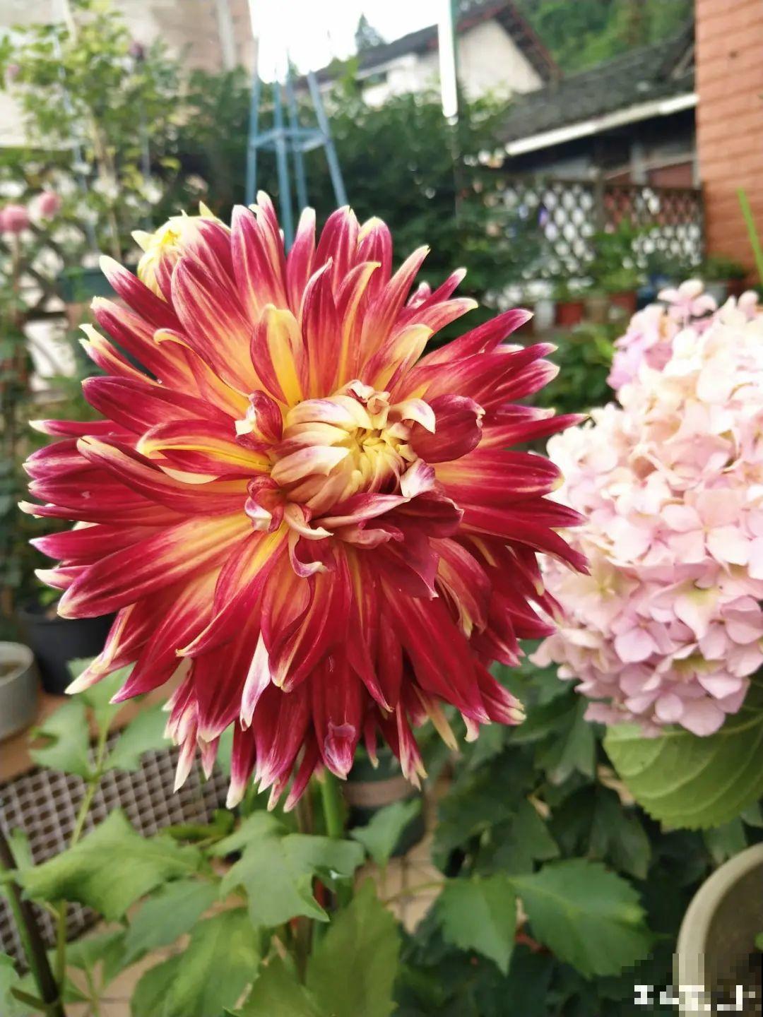 20种花秋天浇水避坑指南,现在就注意,来年长更好! 20种花秋天浇水避坑指南,现在就注意,来年长更好!