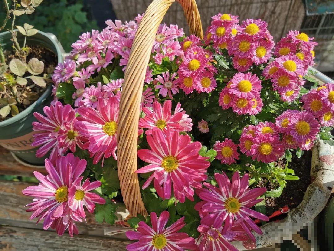 这花千万别换盆，小心一换就死！