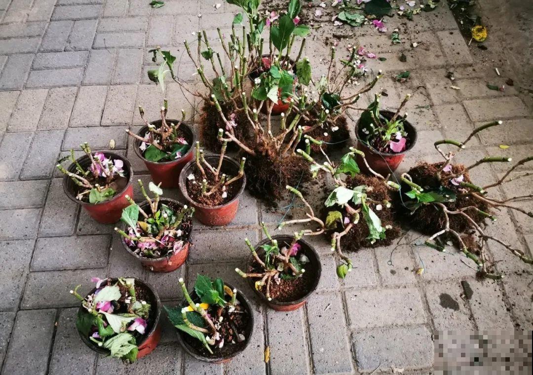 花堆成山,捡到手软,大麻袋都装不下了! 花堆成山,捡到手软,大麻袋都装不下了!