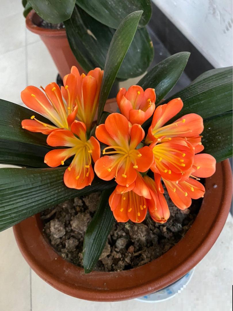 君子兰水太深,新手要摆正心态,学会避坑才能买到好兰 君子兰水太深,新手要摆正心态,学会避坑才能买到好兰