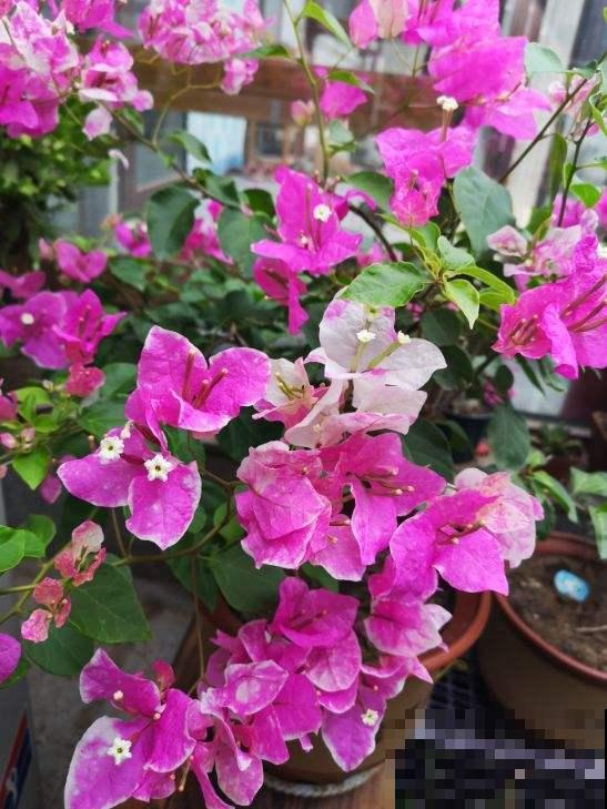 最适合各个地方养的花，快看你的家乡，适合养哪些花！