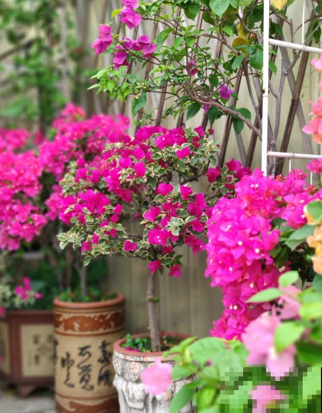 20平的小楼顶，养了100多盆三角梅，花团锦簇美不胜收！