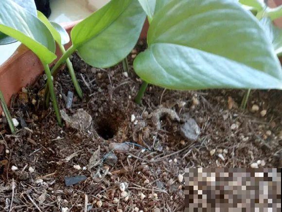 8种花换盆,换好了生一堆,换错立马死! 8种花换盆,换好了生一堆,换错立马死!