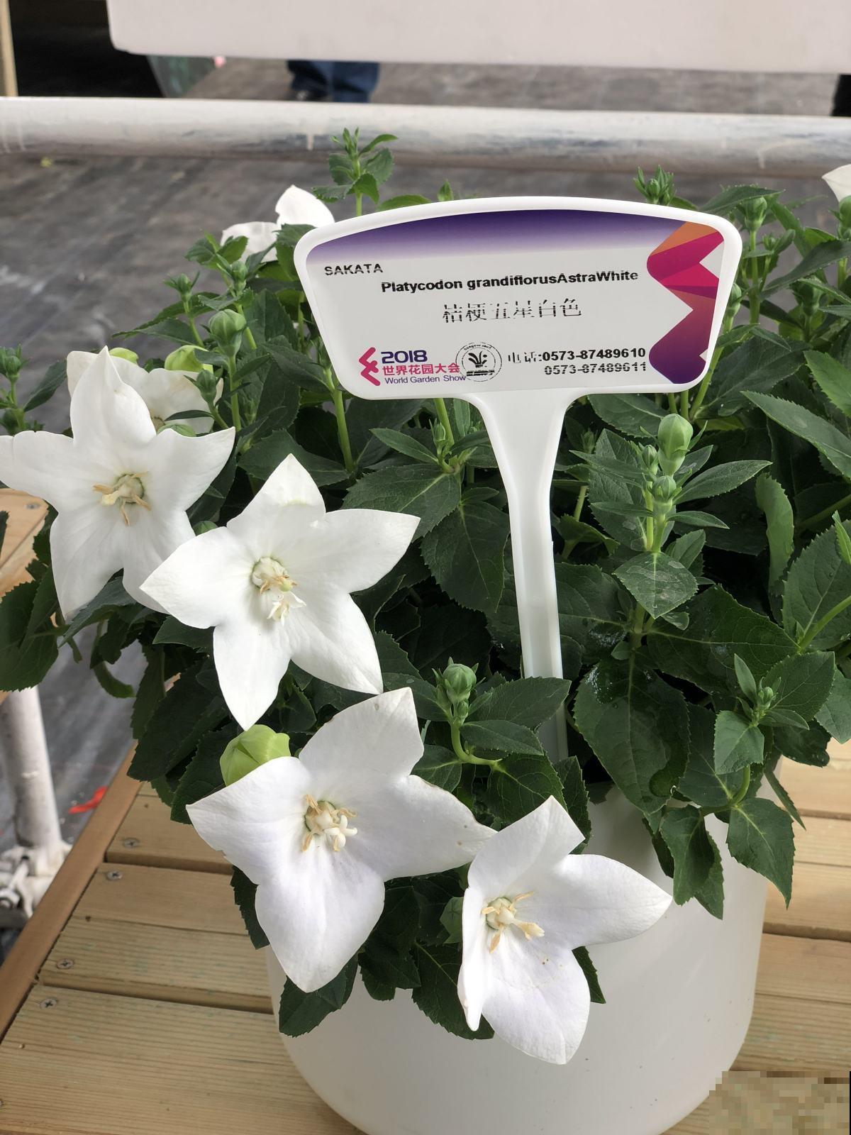 还在买洋桔梗?种桔梗吧,种子一撒,满盆全是小星星! 还在买洋桔梗?种桔梗吧,种子一撒,满盆全是小星星!