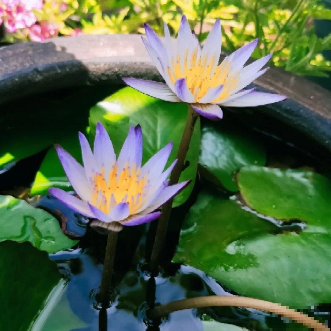 看图猜花名，100道题，测你的养花天分！