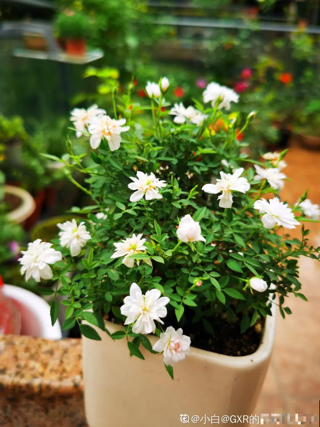 花盆越大越好看？错了，小盆种花美到窒息！