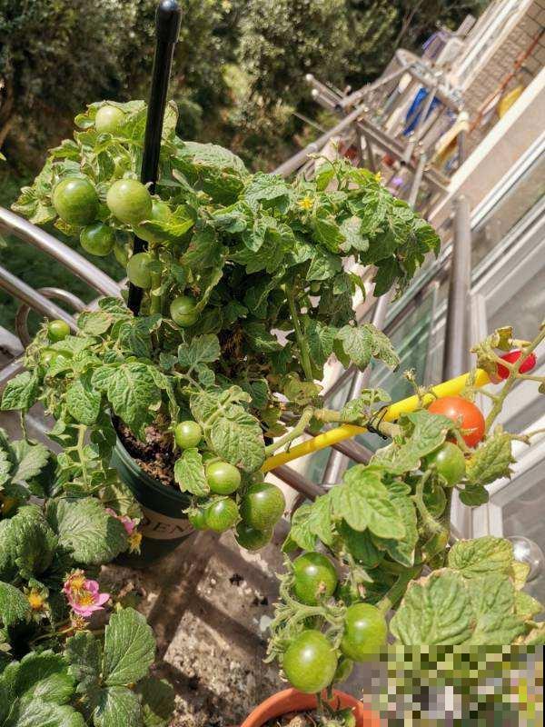 圣女果还用买？在家养一盆，吃都吃不完！