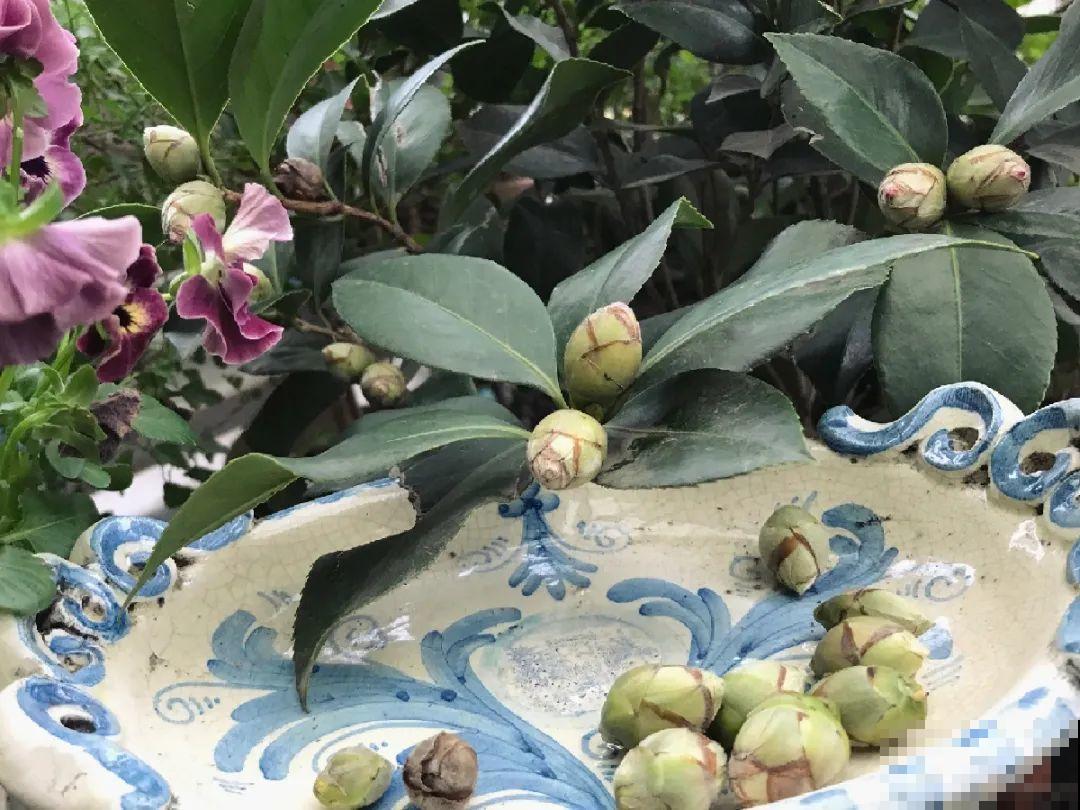 这种花苞要摘掉，不然全都开不了，花还会死！