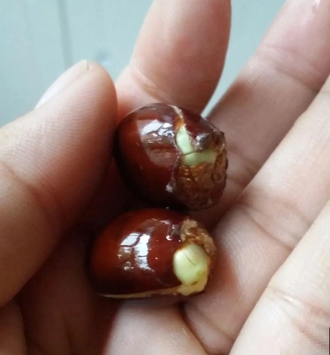 西红柿、玉米……埋土里，7天长成小森林，结出果子一大筐！