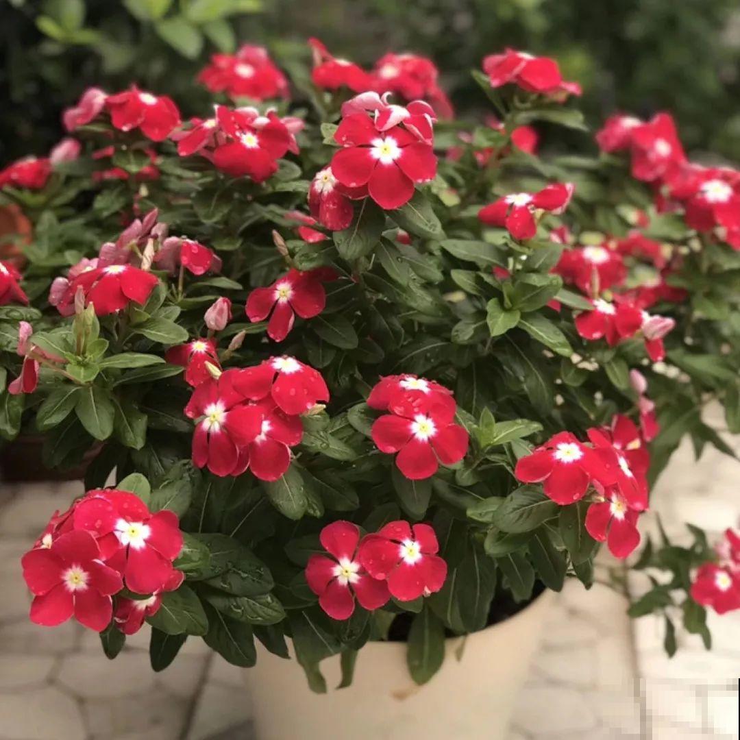 看图猜花名，100道题，测你的养花天分！