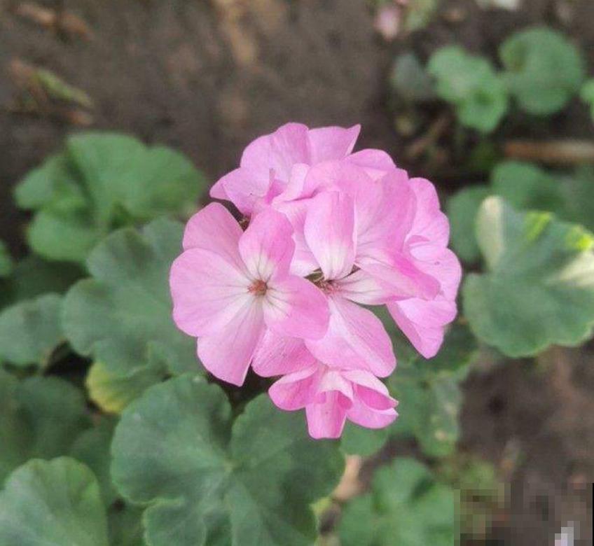 天竺葵出现黄叶，说明养护有问题，看看你是哪里做错了！