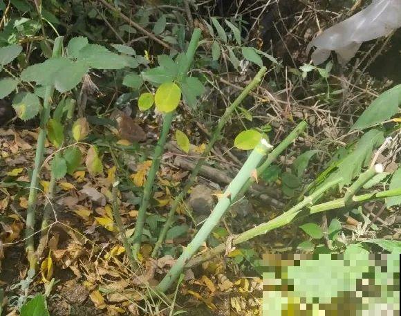 现在开始，这10种花不能剪，剪了开花难！