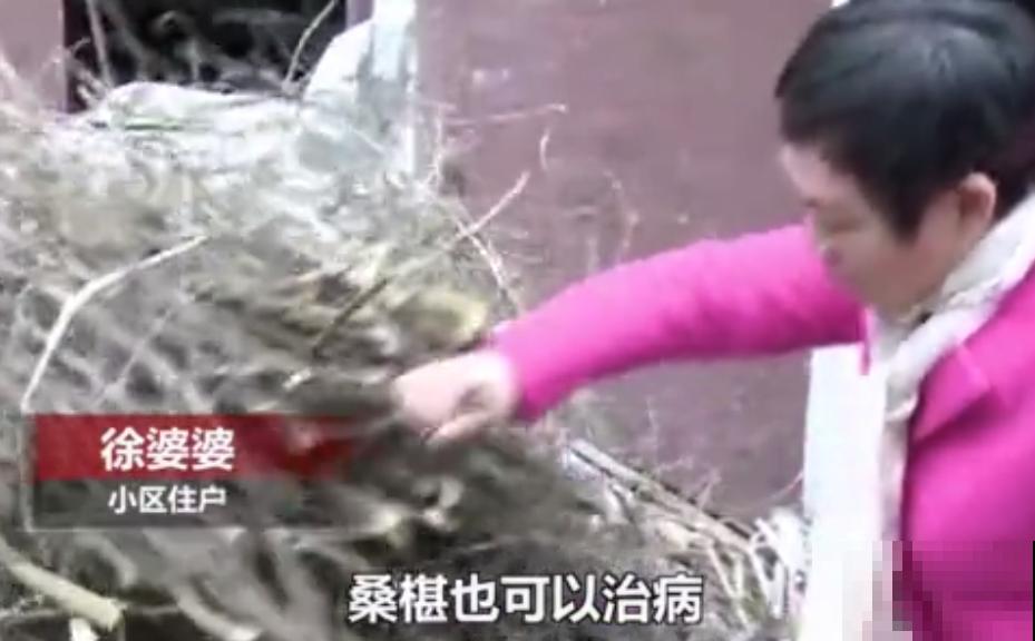 白色蜀葵竟被拦腰折断,说是因为颜色不吉利,真无语! 白色蜀葵竟被拦腰折断,说是因为颜色不吉利,真无语!